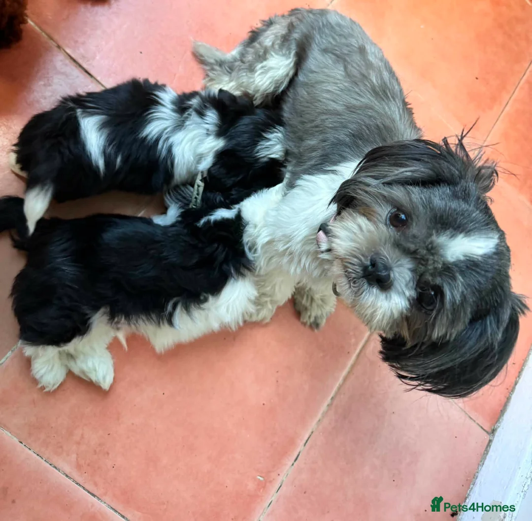 Shih Tzu dogs for sale: Two beautiful shihtzu - Advert 1