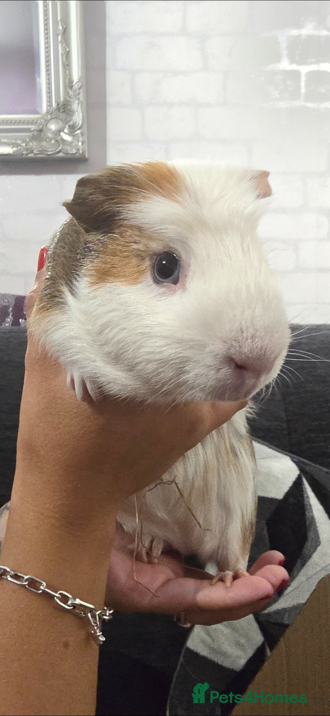 Guinea Pig rodents for sale: Guinea pig - Advert 4