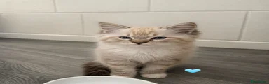 Kitten 🩵