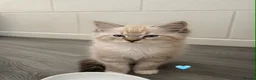 Ragdoll cats for sale: Ragdoll breed kittens 💙 - Advert 10