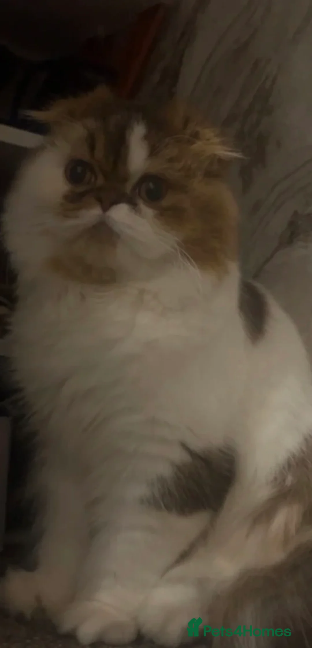 Scottish Fold cats for sale: Beautiful Scottish fold.   - Advert 3