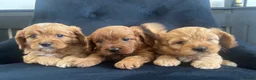 Cavapoo dogs for sale: Stunning F1 Cavapoo health tested parents  - Advert 13