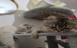 Scottish Fold cats for sale: British short hair x Scottish fold kittens in Romford - Image 4