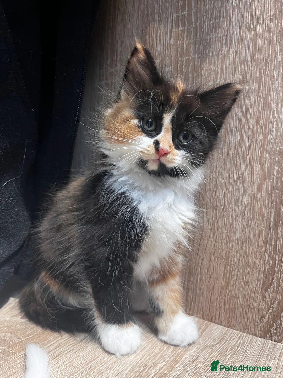 Turkish Angora cats for sale: Turkish Angora Playful Kittens - Advert 1