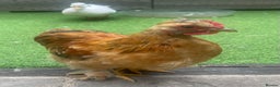 Chickens poultry for sale: Pekin Bantam Hens & Cockerels - Advert 8