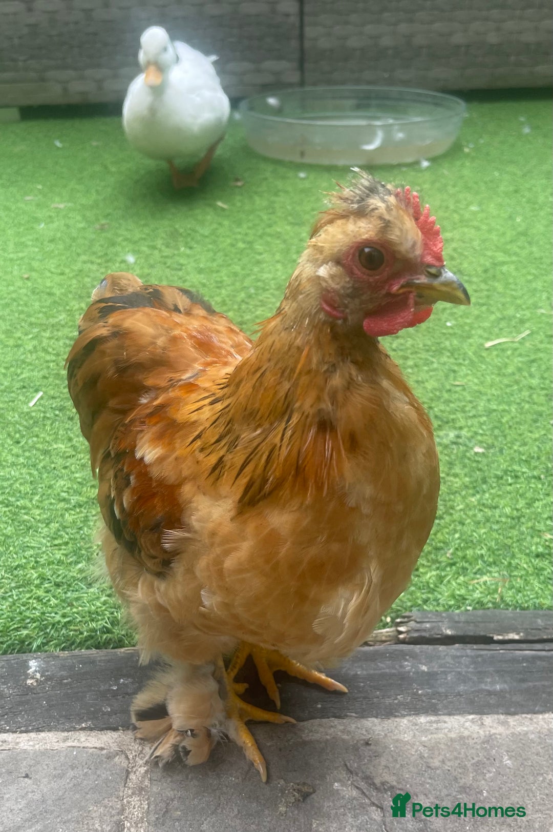 Chickens poultry for sale: Hen, POL Hens, Cockerels and chicks - Image 16