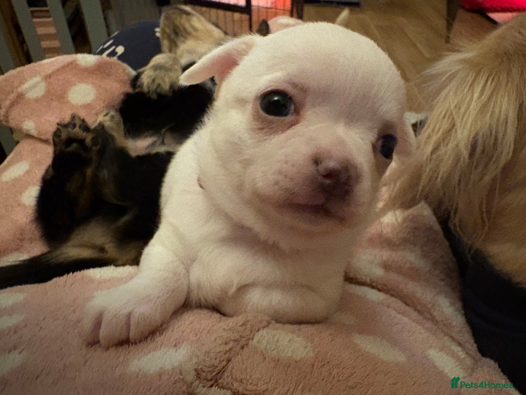 Chihuahua dogs for sale: Stunning Chihuahua Puppy for sale - Advert 2