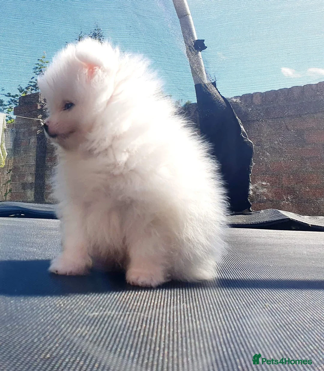 Pomeranian dogs for stud: Russian pure white stud in Manchester - Advert 6