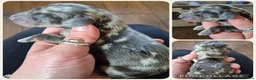 Miniature Dachshund dogs for stud: PRA CLEAR BLUE PIED DAPPLE MINIATURE DACHSHUND - Advert 9