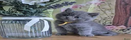 British Shorthair cats for sale: Pure British Shorthair kittens - Advert 9