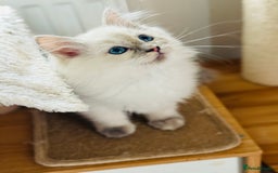 Ragdoll cats for sale: Gorgeous ragdoll kittens  - Image 3