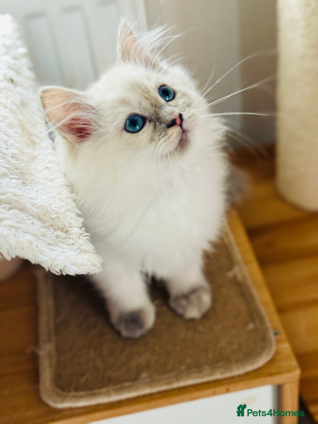 Ragdoll cats for sale: Gorgeous ragdoll kittens  - Image 3