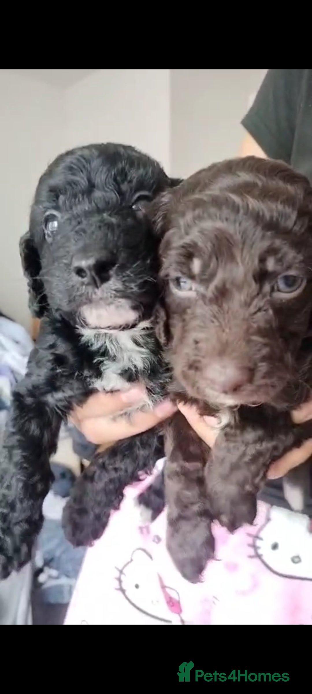 Cockapoo dogs for sale: Cockapoo puppies ❤️❤️❤️ - Image 1