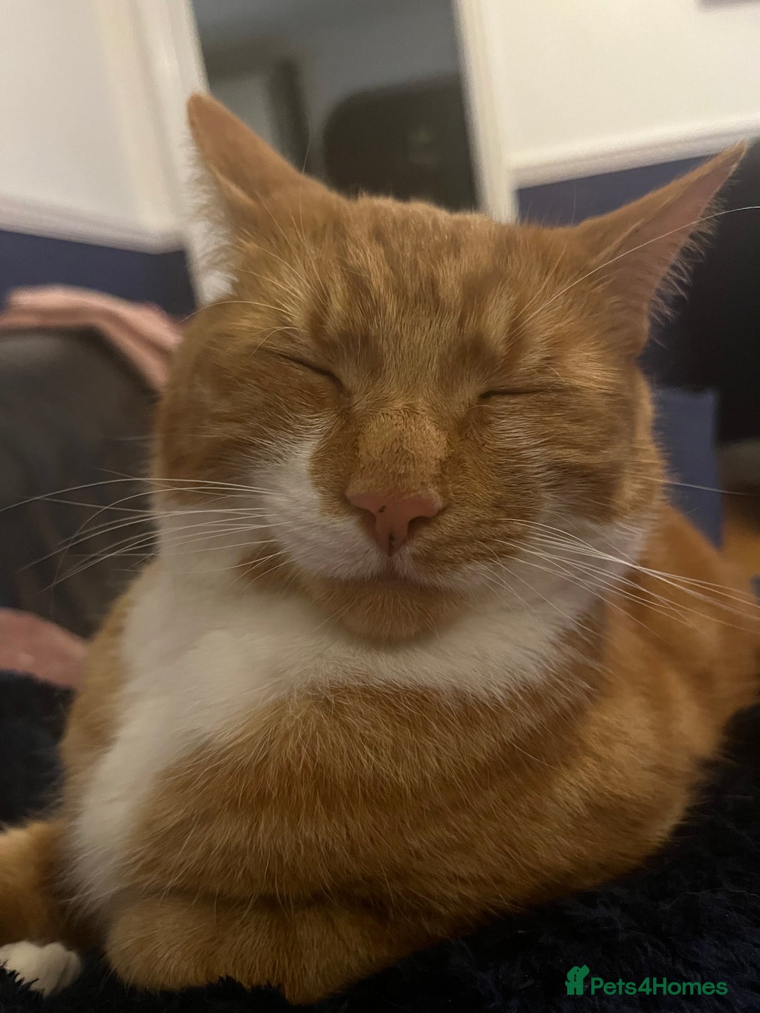 Domestic Shorthair cats for sale: Two cats for rehoming   - Advert 5