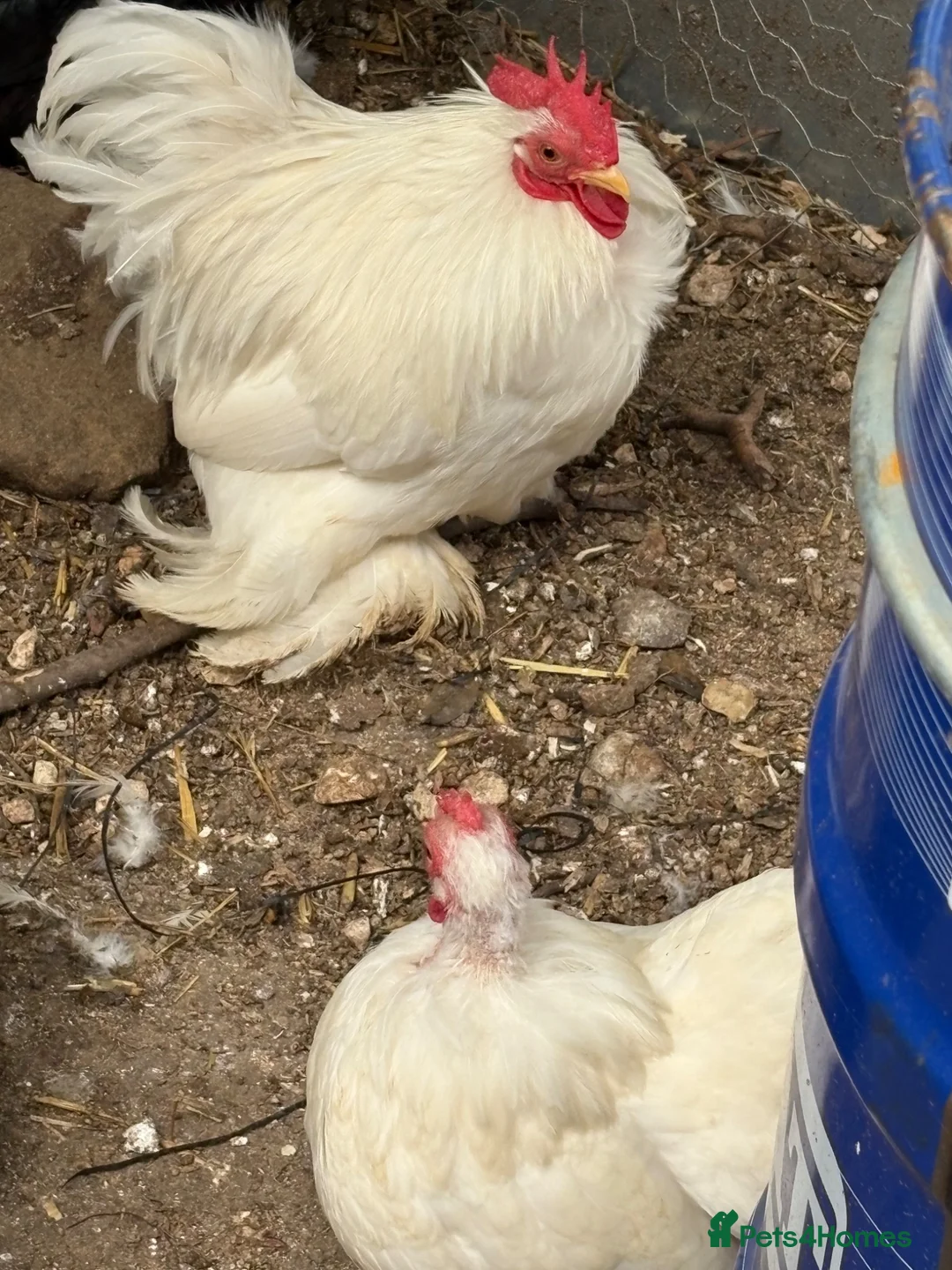 Chickens poultry for sale: Stunning show quality trio of white pekins bantams - Advert 3