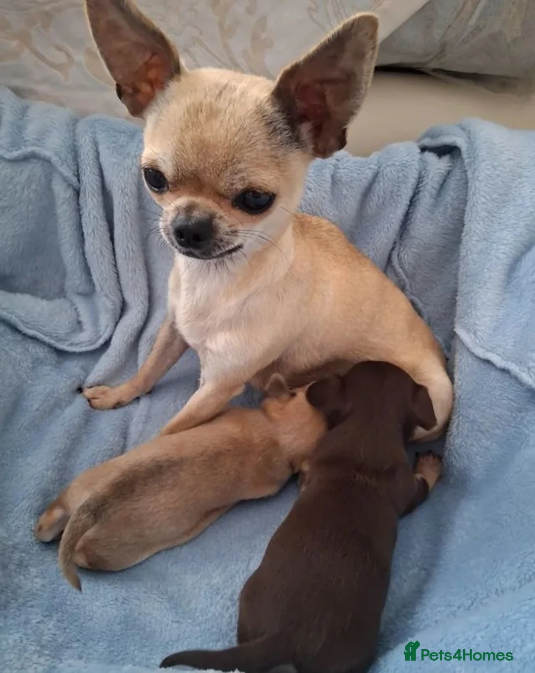 Chihuahua dogs for sale: Chihuahua puppies forsale only Girl puppy left in Hinckley - Advert 2