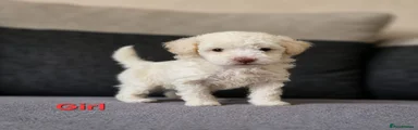 Poochon Puppy 2