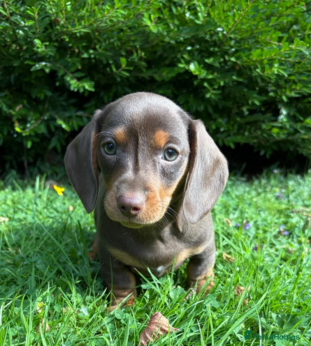 Miniature Dachshund dogs for sale: Gorgeous KC registered Minature Daxi puppies  - Advert 2
