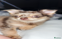 Chihuahua dogs for sale: Merle chihuahua  - Image 4