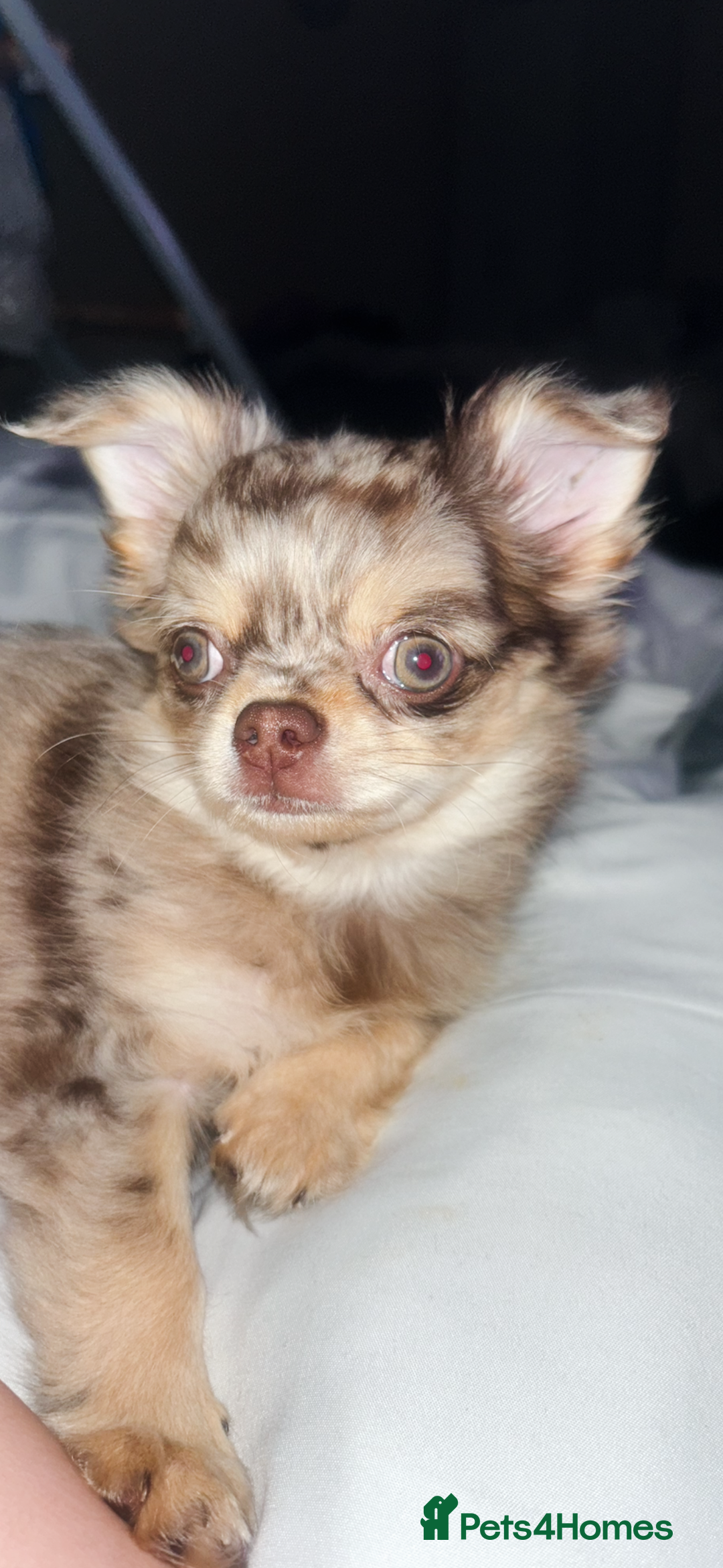Chihuahua dogs for sale: Merle chihuahua  - Image 4