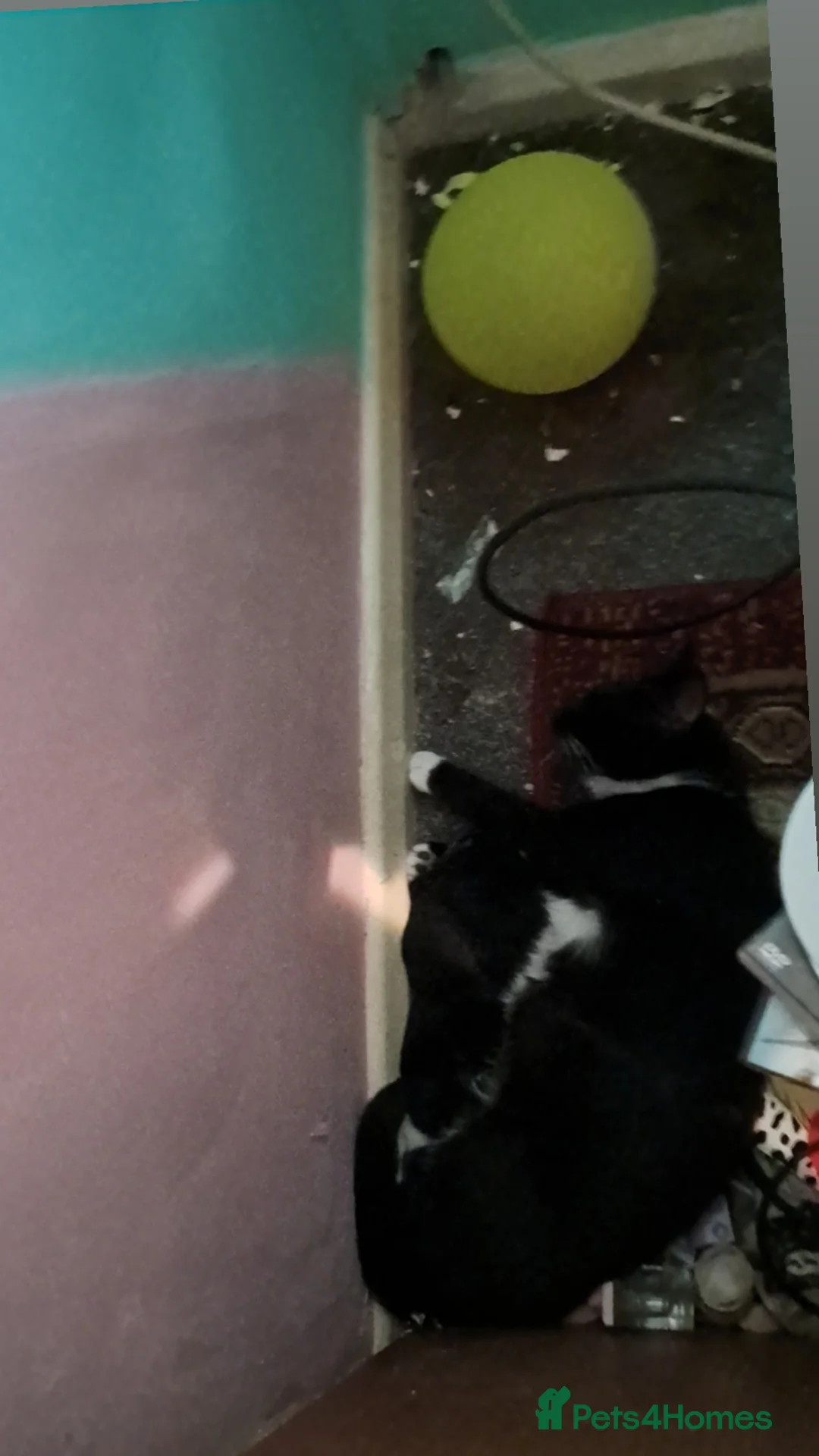 British Shorthair cats for sale: 3 month only girl to go in Barry - Advert 2