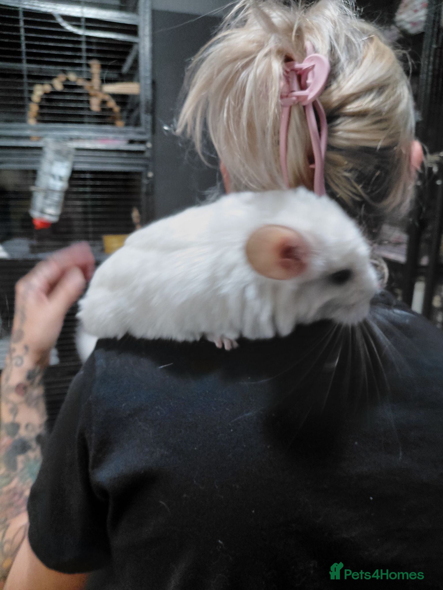 Chinchilla rodents Various chins for sale  - Advert 16