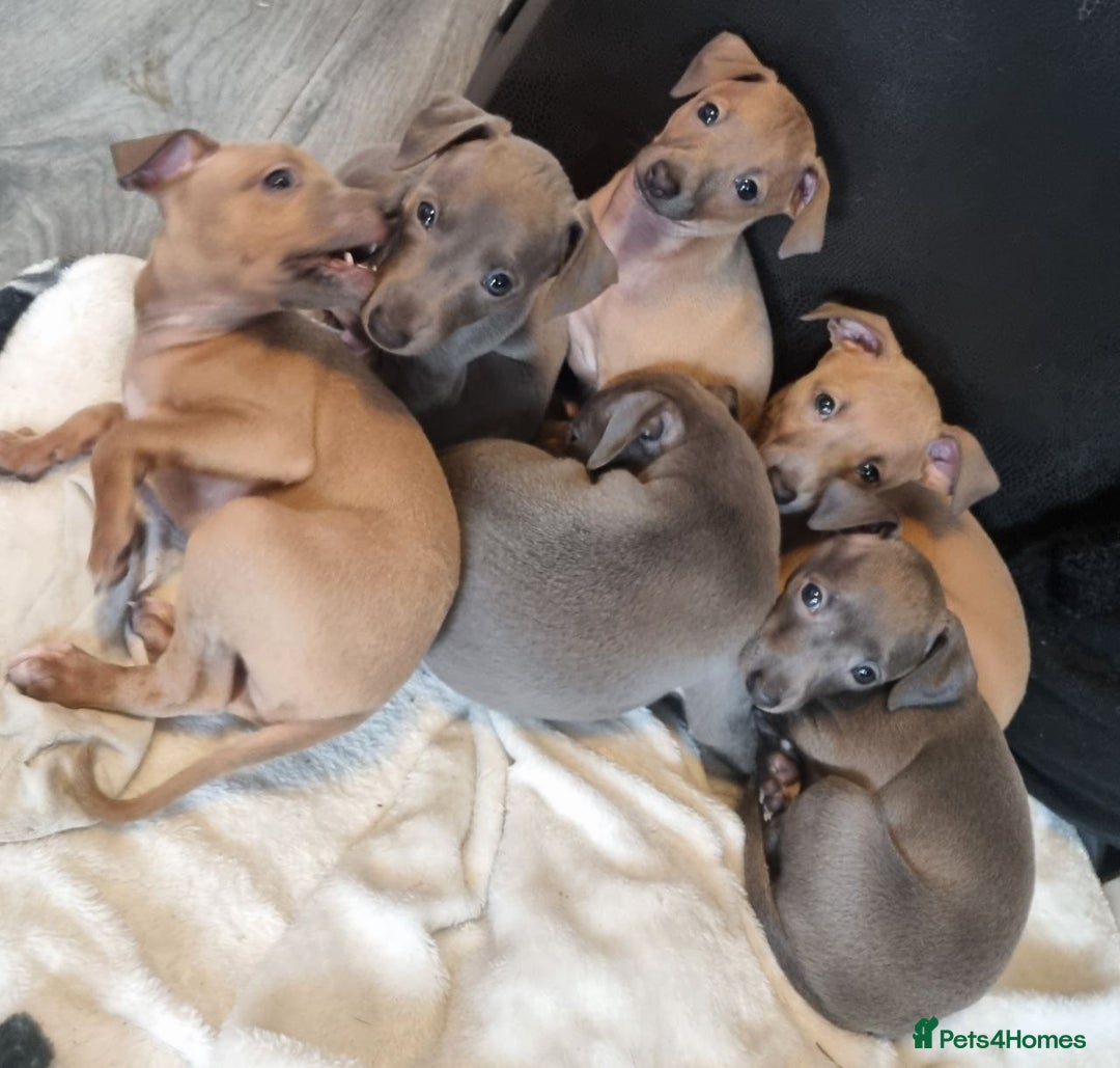 Italian Greyhound dogs for sale: Quality KC Registered Italian Greyhound puppies - Advert 14