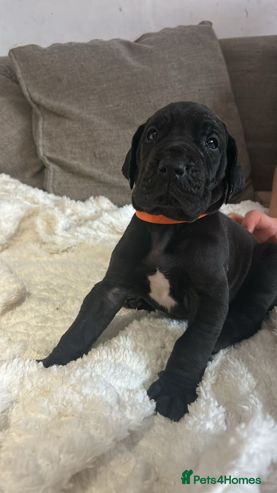 Great Dane dogs for sale: Great dane puppies for sale  - Image 19