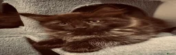 Maine Coon cats for sale: Absolutely gorgeous Maine Coon cross Kittens - Advert 13