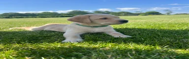 Labrador Retriever Puppy 2