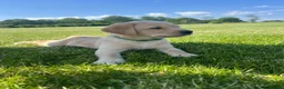 Labrador Retriever dogs for sale: Stunning KC Registered Champion line Puppies  - Advert 23