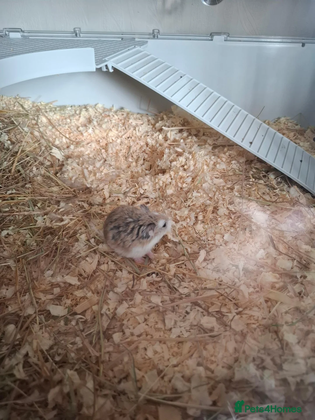 Hamster rodents for sale: Dwarf roborovski hamster, male in Halesowen - Advert 1