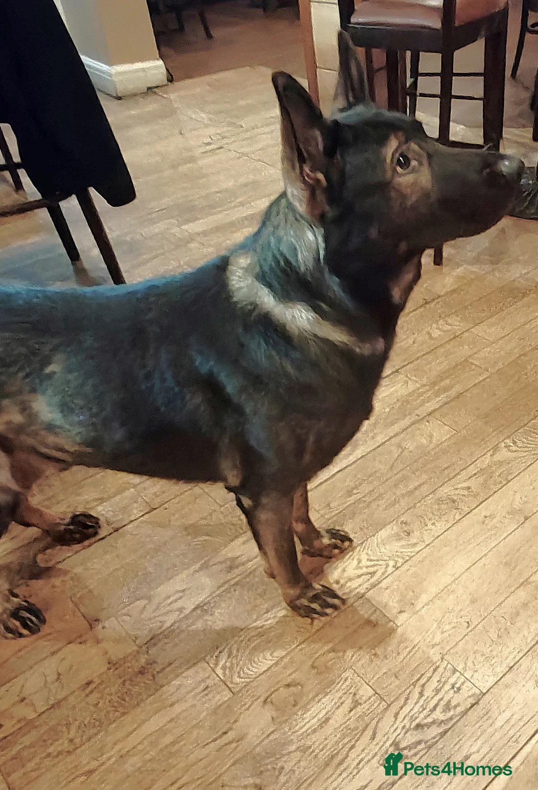 German Shepherd dogs for stud: KENSESQUI SIMBA (Simba) - Advert 28