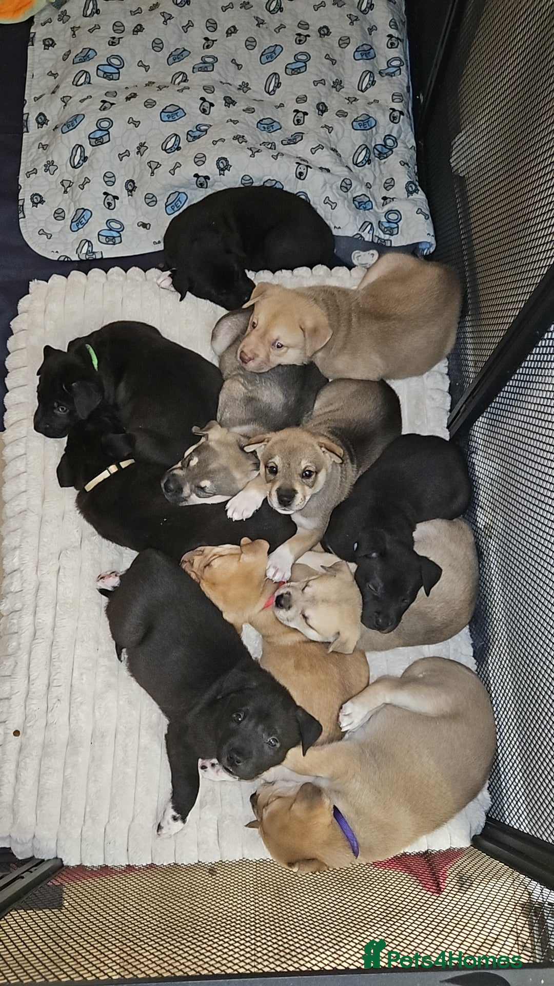 Mixed Breed dogs Reserved - Pending Homes. Husky/CorsoXAkita/Staff - Advert 18