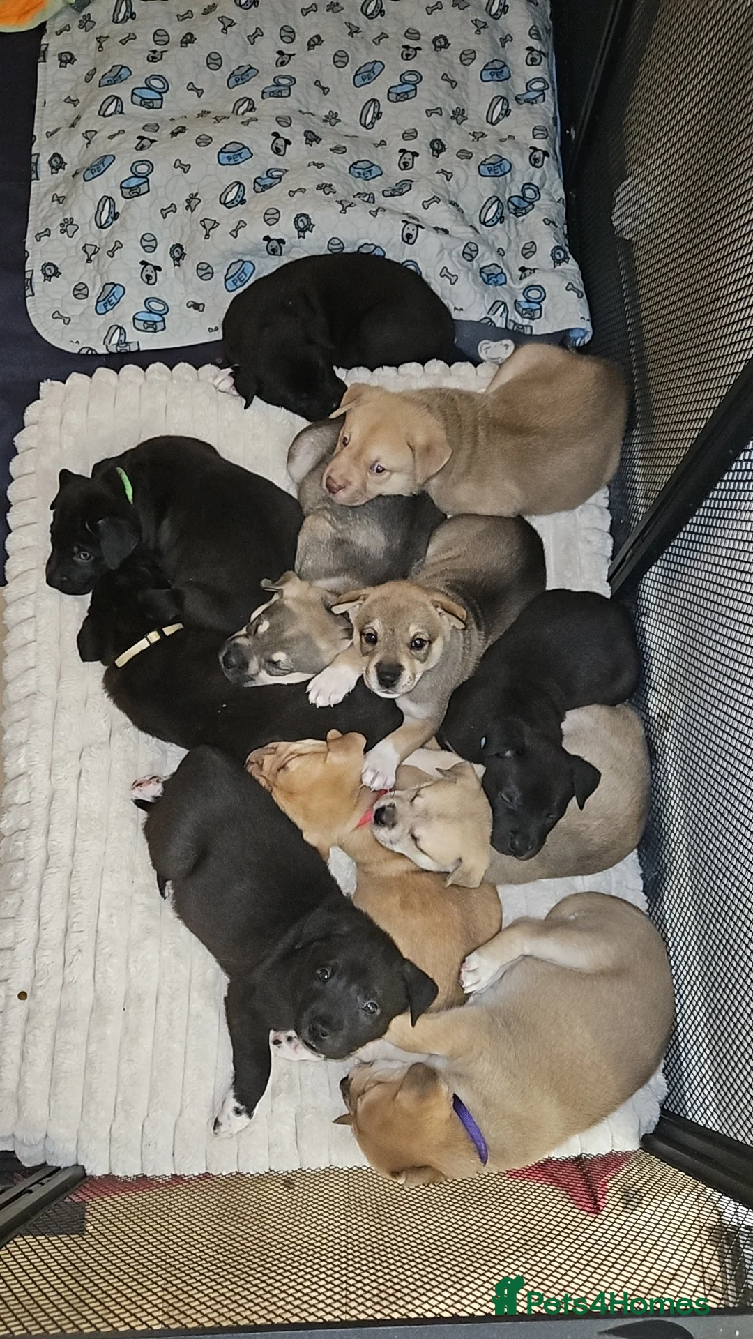 Mixed Breed dogs for sale: 1 male left - Husky/CorsoXAkita/Staff - Advert 2