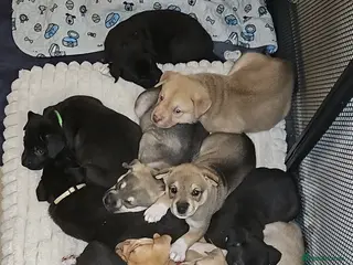 Mixed Breed dogs Reserved - Pending Homes. Husky/CorsoXAkita/Staff - Advert 18