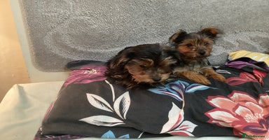 Yorkshire Terrier dogs Yorkshire Nned gone asap - Advert 12