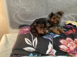 Yorkshire Terrier dogs Yorkshire Nned gone asap - Advert 3
