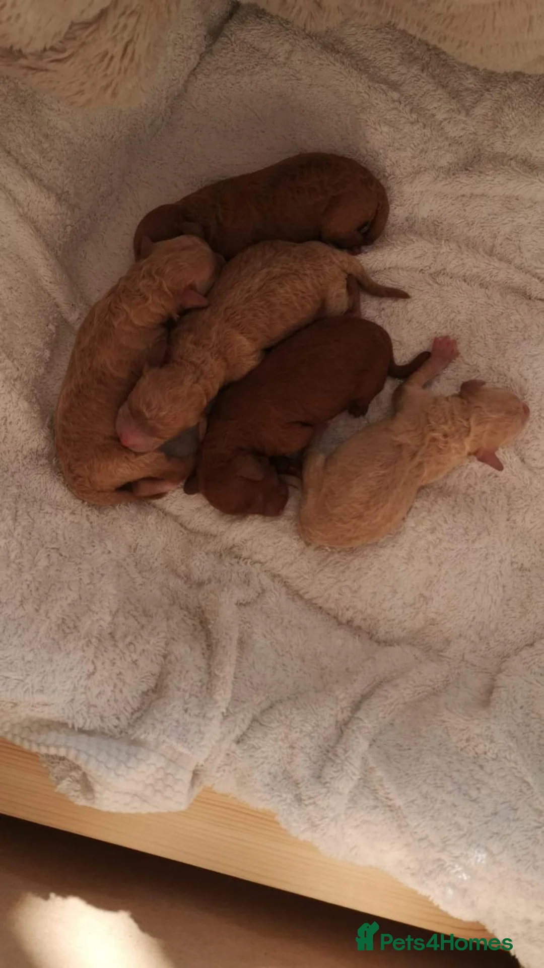 Miniature Poodle dogs for stud: Teddy KC Registered/Health tested Toy Stud in Wigan - Advert 23