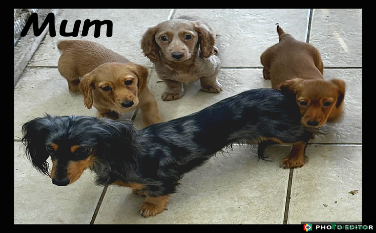 Miniature Dachshund dogs Beautiful Miniature Dachshunds. - Advert 3