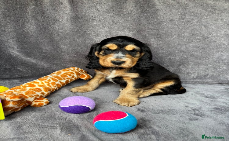 Cocker Spaniel dogs - Advert 1