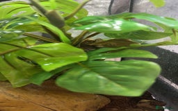 Gecko reptiles for sale: Crested gecko with enclosure  - Image 4