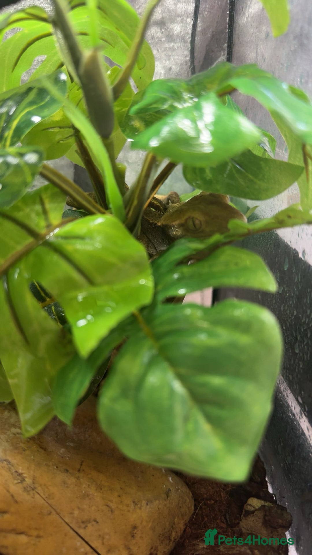 Gecko reptiles for sale: Crested gecko with enclosure  - Image 4