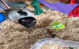 Rat rodents for sale: Lone male looking for new friends - Advert 1