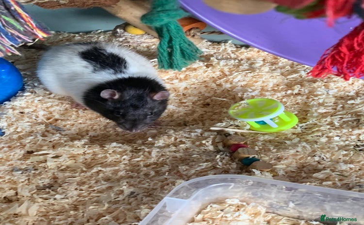 Rat rodents Lone male looking for new friends - Advert 4