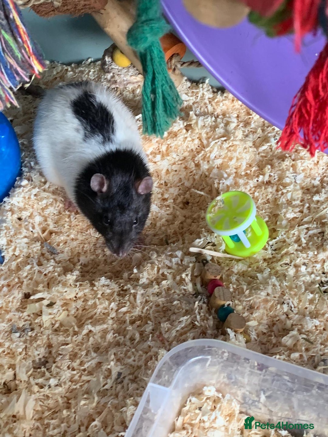 Rat rodents for sale: Lone male looking for new friends - Advert 1