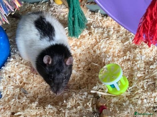 Rat rodents for sale: Lone male looking for new friends - Advert 1