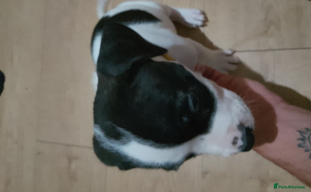Staffordshire Bull Terrier dogs for sale: Staffie puppies for sale  - Image 33