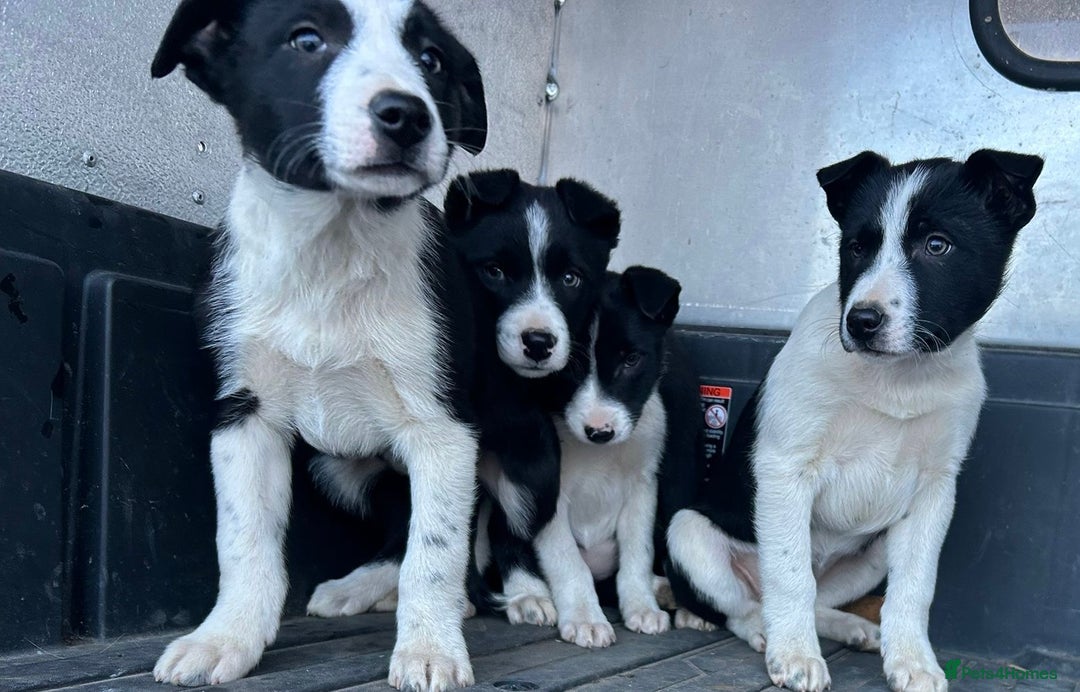 Border Collie dogs for sale: Beautiful Border Collies - Advert 4