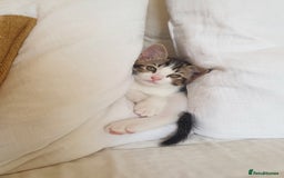Burmese cats for sale: Burmese X Calico kittens - Image 1